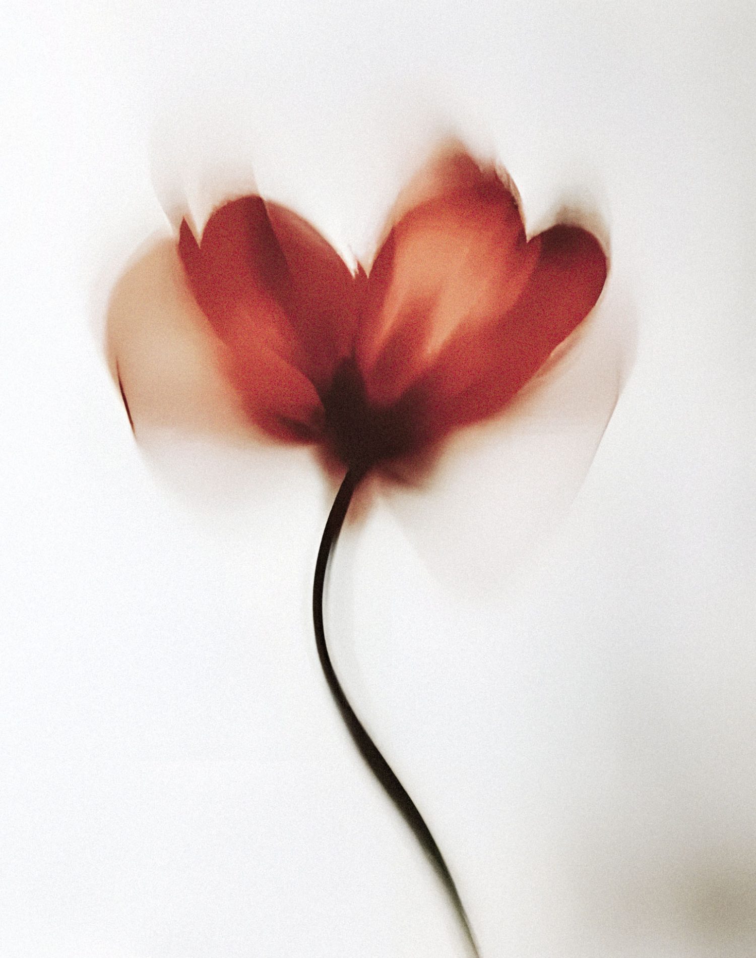 Papaver